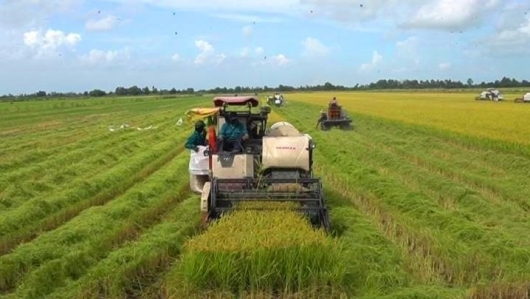 Kiên Giang: 6 tháng đầu năm, tổng sản lượng thu hoạch lúa đạt 2.431.567 tấn
