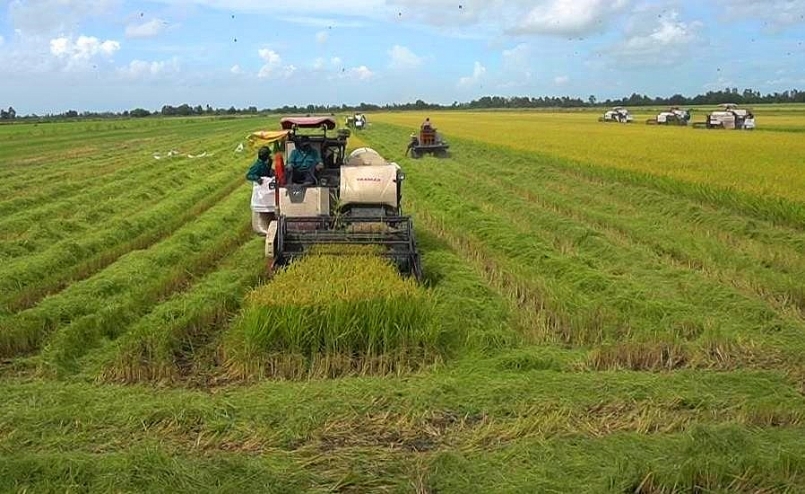 Kiên Giang: 6 tháng đầu năm, tổng sản lượng thu hoạch lúa đạt 2.431.567 tấn