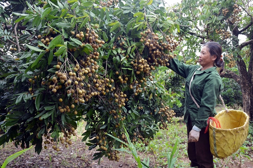 Sơn La: Huyện Mai Sơn hỗ trợ người dân tiêu thụ sản phẩm Nhãn niên vụ năm 2021