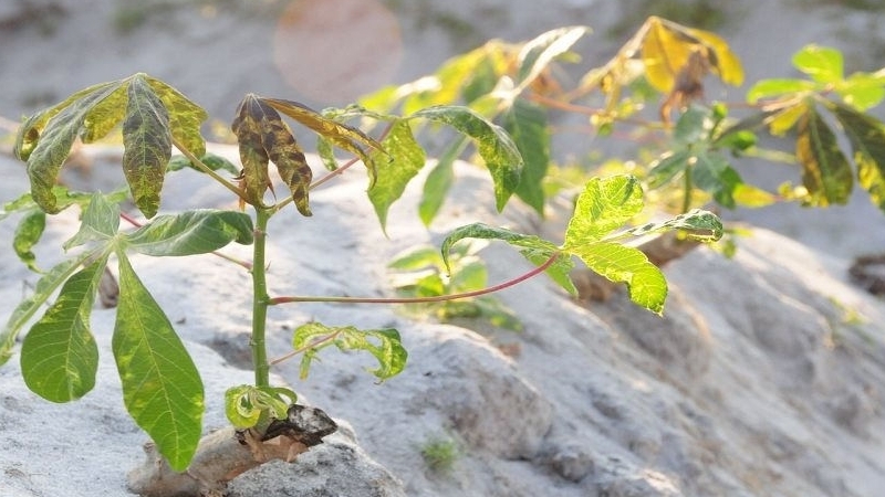Đồng Nai: Toàn tỉnh có 1.563 ha bị nhiễm bệnh khảm lá sắn