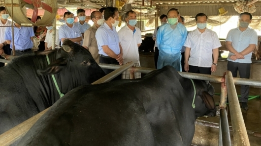 Ninh Bình: Tổng đàn trâu, bò giảm do ảnh hưởng của dịch bệnh viêm da nổi cục