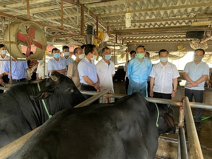 Ninh Bình: Tổng đàn trâu, bò giảm do ảnh hưởng của dịch bệnh viêm da nổi cục