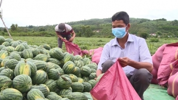 Phú Yên: Hỗ trợ nông dân sản xuất, thu hoạch, tiêu thụ sản phẩm nông nghiệp