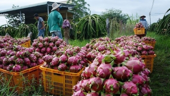 Bình Thuận: Hỗ trợ nông dân thu hoạch nông sản trong điều kiện thực hiện Chỉ thị 16 của Thủ tướng Chính phủ