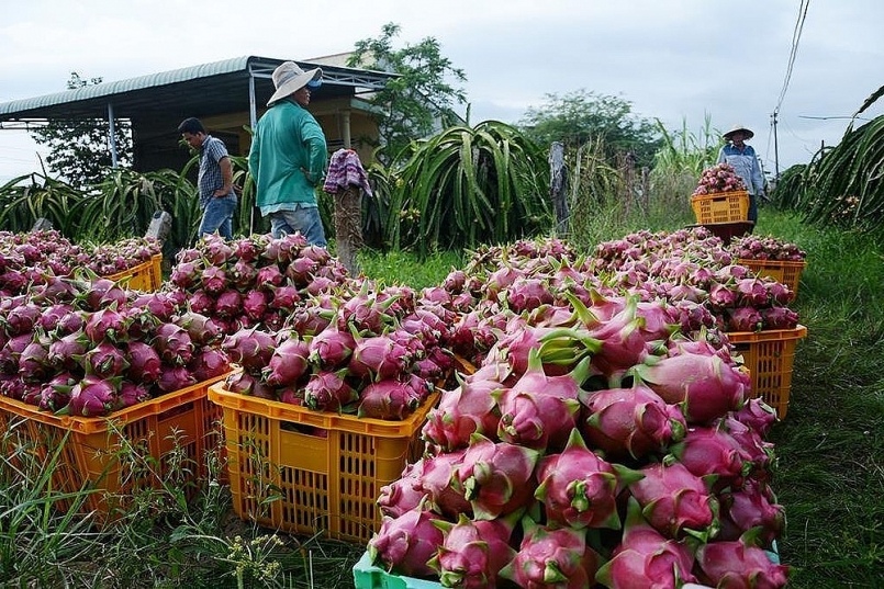 Bình Thuận: Hỗ trợ nông dân thu hoạch nông sản trong điều kiện thực hiện Chỉ thị 16