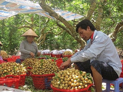Đồng Tháp: Huyện Cao Lãnh hỗ trợ người dân sản xuất, tiêu thụ nông sản