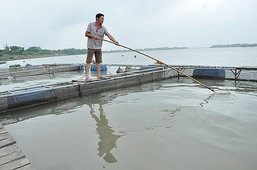 Bắc Ninh: Đẩy mạnh phát triển sản xuất thủy sản, chăn nuôi những tháng cuối năm