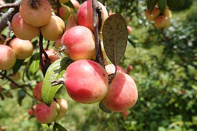 Yên Bái:  Đến năm 2025, tăng diện tích cây ăn quả lên 10.000 ha