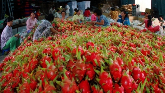 Sơn La: Toàn tỉnh đã tiêu thụ trên 300 tấn thanh long