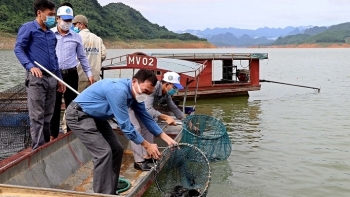 Thả 35.000 con cá giống tái tạo nguồn lợi thủy sản vùng hồ Hòa Bình