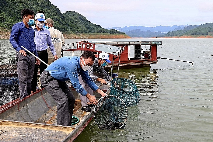 Thả 35.000 con cá giống tái tạo nguồn lợi thủy sản vùng hồ Hòa Bình