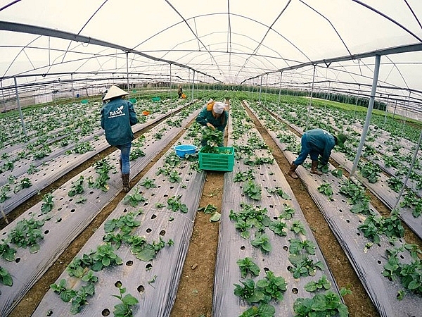 Sơn La:  Đẩy mạnh phát triển nông nghiệp ứng dụng công nghệ cao, nông nghiệp sạch