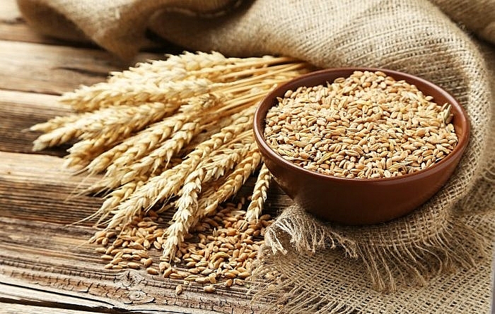 Lúa mì nhập khẩu về Việt Nam xuất xứ chủ yếu từ Australia