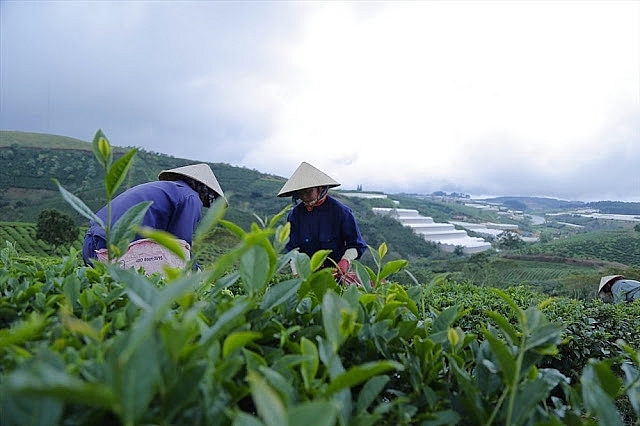 Xuất khẩu chè của Việt Nam trong tháng 7 đạt 10.000 tấn