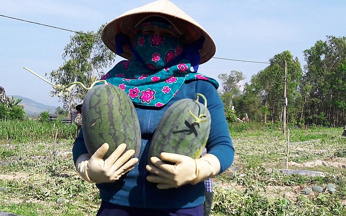 Quảng Ngãi: Chỉ đạo sản xuất trồng trọt trong điều kiện dịch Covid-19 trên địa bàn tỉnh