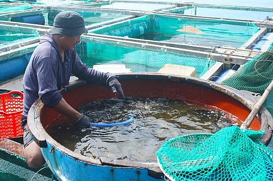 Sản lượng thủy sản 8 tháng đầu năm của tỉnh Quảng Ngãi ước đạt 204.814 tấn