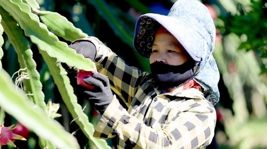 Huyện Thuận Châu đã tiêu thụ hơn 170 tấn quả thanh long