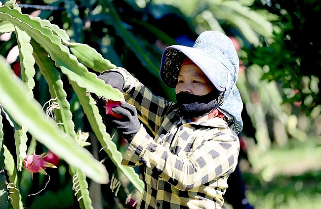 Huyện Thuận Châu đã tiêu thụ hơn 170 tấn quả thanh long