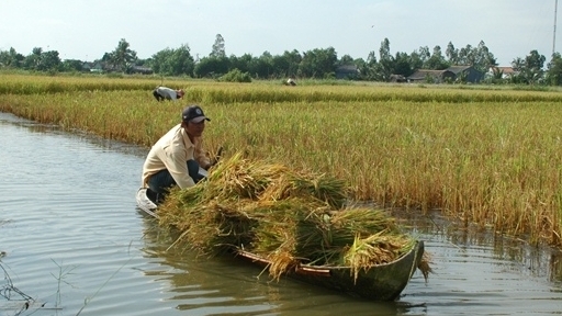 Cà Mau phấn đấu diện tích sản xuất lúa tôm đạt 36.220 ha