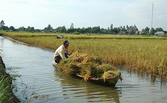 Cà Mau phấn đấu diện tích sản xuất lúa tôm đạt 36.220 ha