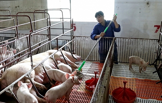 Việc tái đàn khi dịch bệnh đã được khống chế là rất cấp thiết nhưng tái đàn lợn phải có kiểm soát