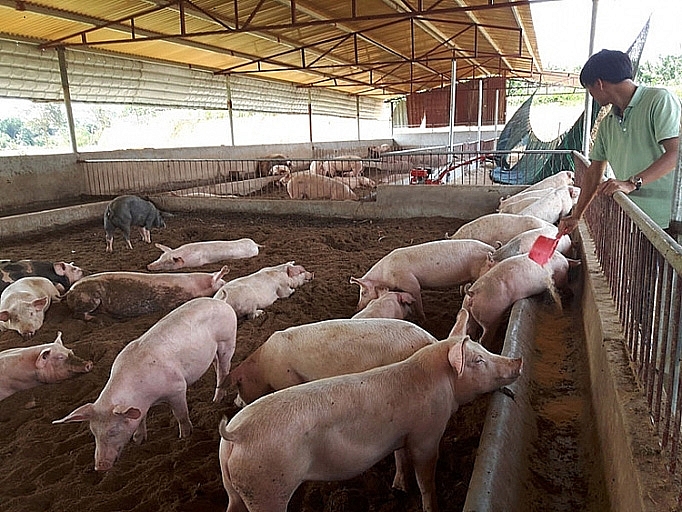 Hà Nội thực hiện chăn nuôi có kiểm soát tái đàn lợn hiệu quả 