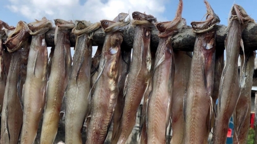 Cà Mau: Thơm lừng hương vị cá khoai Cái Đôi Vàm