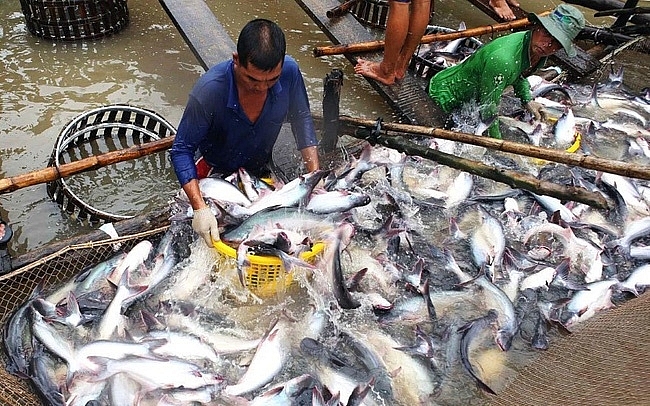 Anh - điểm sáng nhất trong bức tranh xuất khẩu cá tra 8 tháng đầu năm nay
