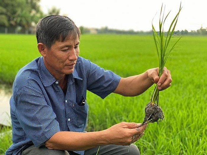 Ông Trịnh Công Minh, Chủ tịch Hội đồng Quản trị HTX An Bình thăm ruộng lúa vụ hè thu 2020 trong vùng dự án VnSAT hỗ trợ đầu tư hạ tầng