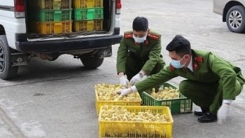 Hà Nội: Ngăn chặn vận chuyển trái phép gia cầm, sản phẩm gia cầm qua biên giới