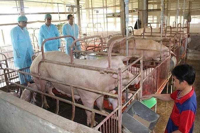 Giá thịt lợn hôm nay 28/9: Tăng tại thị trường miền Bắc, miền Trung