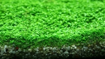 Xử lý nước thải bằng hồ thủy sinh phủ hệ thực vật mới cỏ lông tây