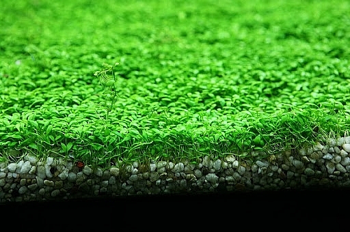 Xử lý nước thải bằng hồ thủy sinh phủ hệ thực vật mới cỏ lông tây