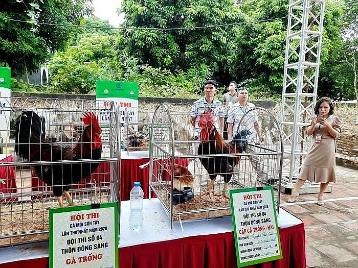 UBND thành phố Hà Nội, Sở NN&PTNT phối hợp UBND Thị xã Sơn Tây tổ chức “Hội thi gà Mía Sơn Tây lần thứ nhất, năm 2020