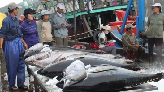 Xuất khẩu cá ngừ sang Ai Cập tăng trưởng ấn tượng