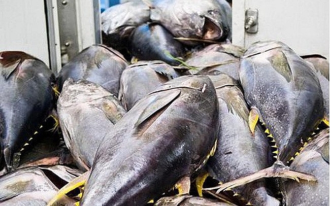 Xuất khẩu cá ngừ sang Ai Cập tăng trưởng ấn tượng