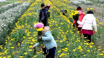 Ninh Bình: Phát triển cây trồng có giá trị thu nhập cao trong vụ Đông năm 2020