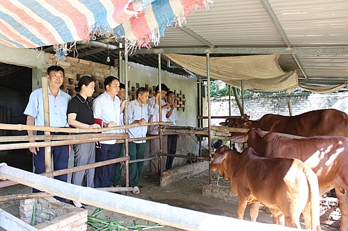 UBND tỉnh Vĩnh Phúc ban hành kế hoạch hỗ trợ giảm thiểu ô nhiễm môi trường trong chăn nuôi bằng chế phẩm sinh học (Ảnh minh họa)