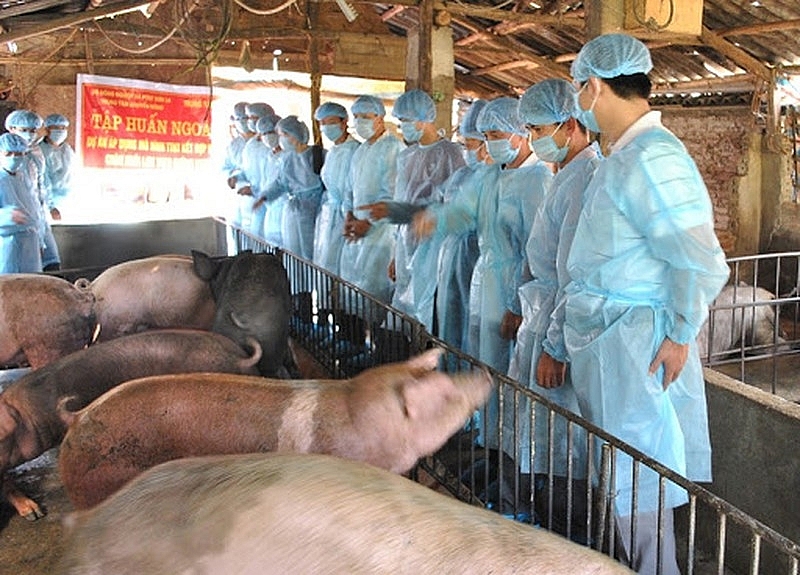 Giá thịt lợn hôm nay 6/10: Tiếp tục giảm từ 1.000 - 2.000 đồng/kg