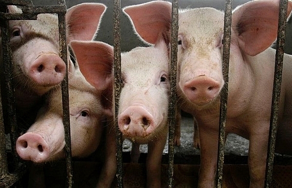 Giá thịt lợn hôm nay 7/10: Nhiều địa phương tại miền Bắc giảm mạnh