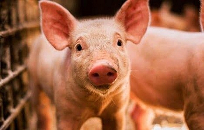 Giá thịt lợn hôm nay 8/10 tiếp tục giảm tại hai miền Nam-Bắc
