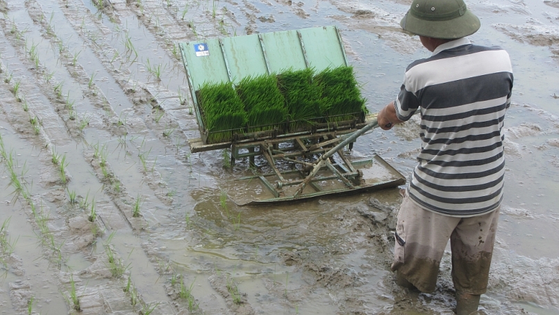 Mô hình gieo mạ khay cấy máy đã giúp nông dân huyện Điện Biên thay đổi tập quán sản xuất lúa nhỏ lẻ