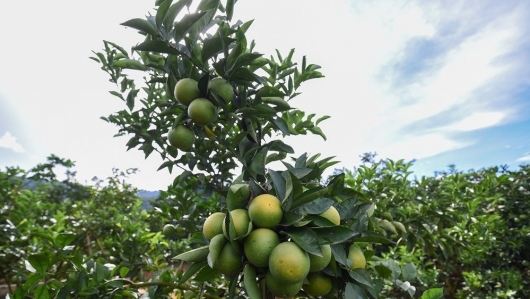 Sơn La: Phát triển vùng nguyên liệu cung cấp cho Trung tâm Chế biến rau quả Doveco