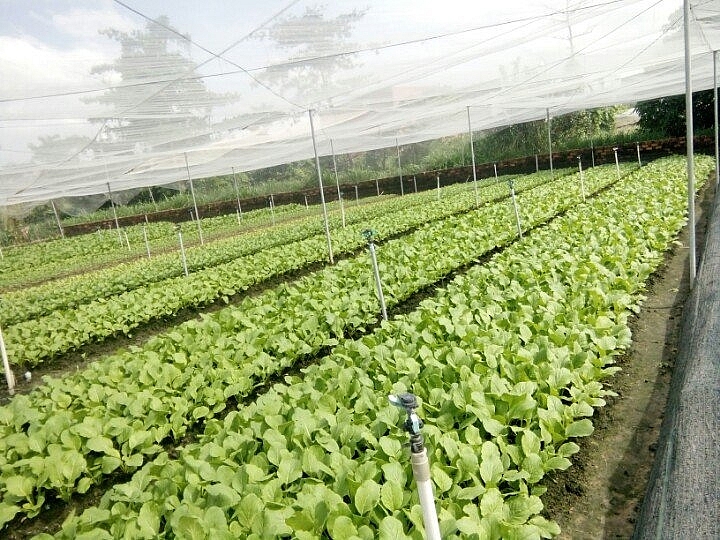 Đồng Nai phát triển được hơn 12,7 ngàn ha rau các loại