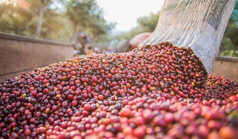 Giá cà phê hôm nay 10/10 tiếp tục tăng lên mức 32.000 đồng/kg