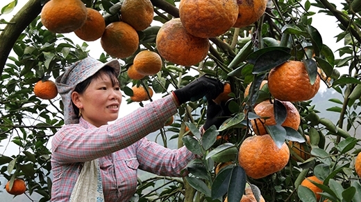 Tuyên Quang: Bảo hộ Chỉ dẫn địa lý cho sản phẩm cam sành "Hàm Yên"