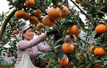 Tuyên Quang: Bảo hộ Chỉ dẫn địa lý cho sản phẩm cam sành 