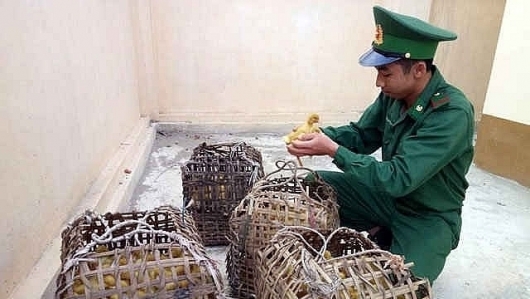 Lạng Sơn: Liên tiếp phát hiện bắt giữ gia cầm giống nhập lậu