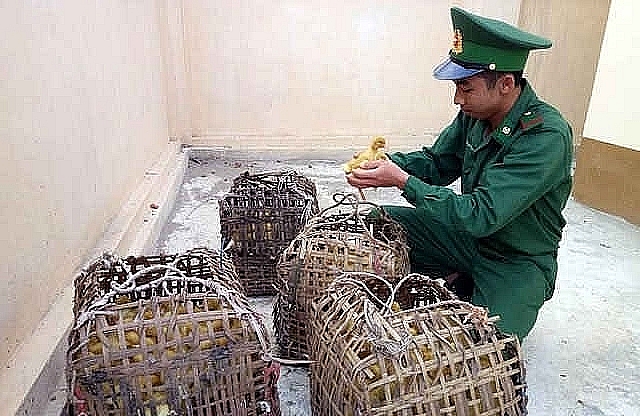Lạng Sơn: Liên tiếp phát hiện bắt giữ gia cầm giống nhập lậu