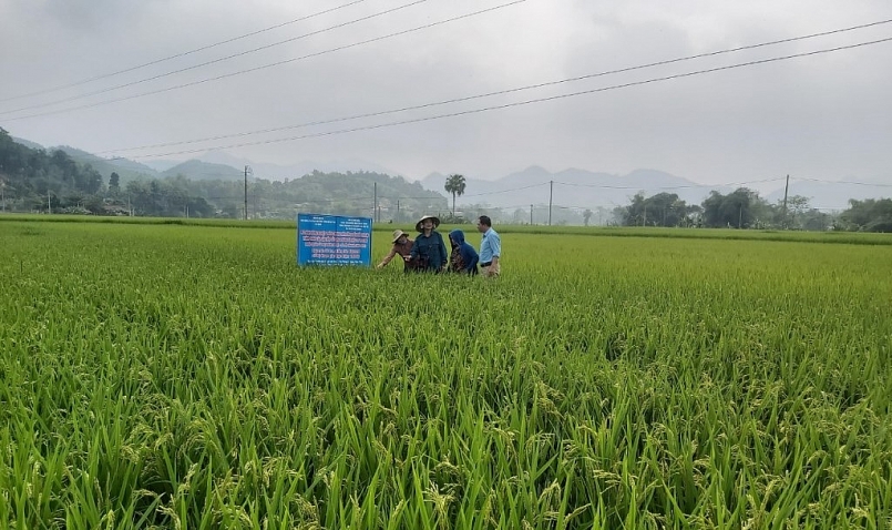   mô hình CSA sử dụng giống lúa ĐS3 trên địa bàn xã Bằng Hành (Bắc Quang)  